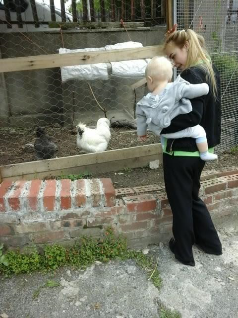 Baby looking at chickens